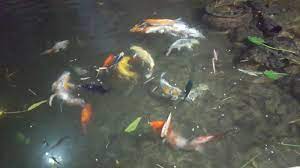 So what do i think would really happen over the long term? Koi Fish For Sale Live Pet Fish Petsmart