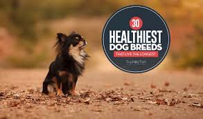 30 healthiest dog breeds with long lifespans and science of