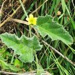 Image result for Cucumis aculeatus