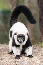 Black White Ruffed Lemur Animals Beautiful Baby Animals Rare Animals