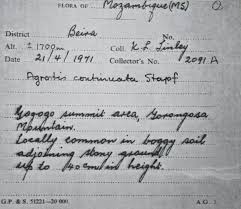 Image result for Agrostis continuata