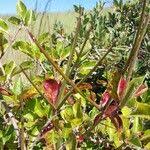 Image result for Mascarenhasia