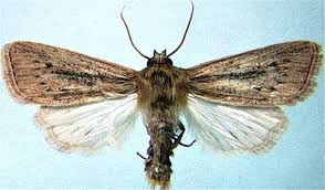 Scary bug looks like a spider? A Text Book Of Economic Entomology