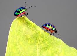 Black Beetle Bug In House Jewel Bugs Beautiful Bugs Bugs Night Art