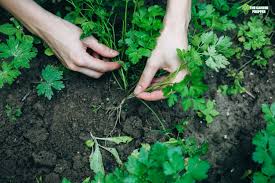 Leave the inner stems and leaves to keep growing. How To Harvest Parsley Without Killing The Plant