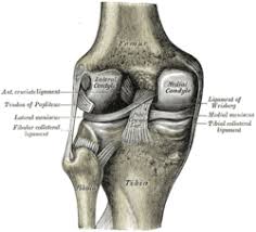 Grade 3 — considerable pain and tenderness at the inside of the knee; Fibular Collateral Ligament Wikipedia