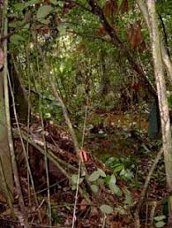 Image result for Sarcophrynium schweinfurthianum