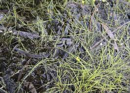 Image result for Utricularia stellaris