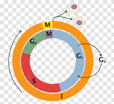 During g1 phase, the cell is more active in terms of metabolism. Cell Cycle Division Mitosis Interphase G1 Phase Life Science Pictures Transparent Png