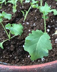 Cut all the stems with hand clippers if you want to harvest the whole plant. How To Grow Kale Planting Pest Prevention And Harvesting Tips