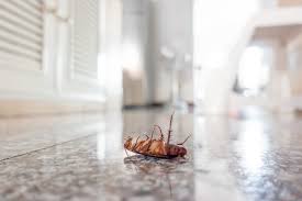Compare bids to get the best price for your project. The Best Pest Control For Cockroaches Raven Termite And Pest Control