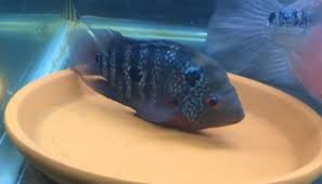 Flowerhorn Laying Eggs Flowerhorn Cichlid Fish Egg Laying Fish