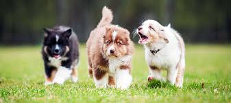 We did not find results for: Safely Socializing Your Puppy