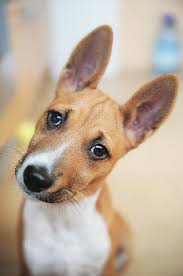 Indigo Crossing Cani Basenji Animali Carini Cani E Cuccioli