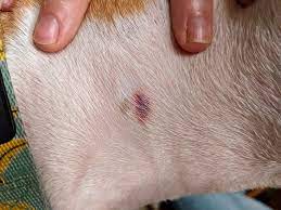 Dog Tick Bite Dog Tick Bite Mark Red Ring That Could Be L Flickr