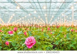 Maybe you would like to learn more about one of these? Top 3 Exporters Of Flower And Horticultural Products In Zambia Zambia Trade