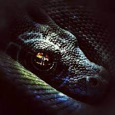 Cool Snake I Edited Snake Photo Snake Photos Snake Cool Snakes