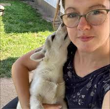 Main leader Rebus av Vargevass (SE Polar Ch. Timmie av Vv. x SE Polar Ch.  Pippi av Vv.) and youngster Iblis (SE Polar Ch. Pamuk av Vv. x Vesterelva's  Angel) visited the