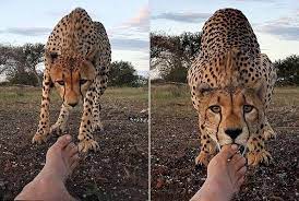 Wild Cheetah Licks Photographer S Feet As He Was Taking Pictures In An African Game Reserve Funny Animals Cute Animal Memes Animals