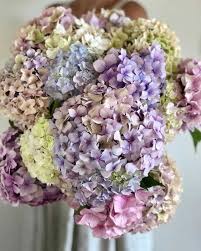 The hydrangea can have three different shapes when it comes to. Hydrangea Meaning What Does This Flower Symbolize