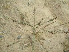 Image result for Phyllanthus paxii