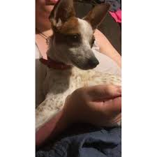 Check spelling or type a new query. Fergie Small Female Fox Terrier X Red Heeler Mix Dog In Vic Petrescue