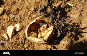 Image result for Trochomeria