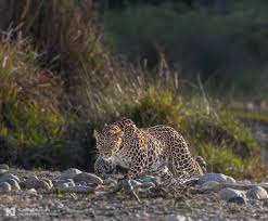 Image result for Dolichos trinervatus