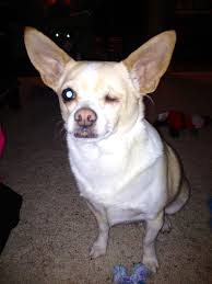 My Loyal Friend 3 Yes He Only Has One Eye Chihuahua Pets Animals
