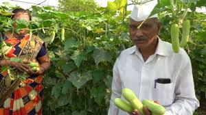 Image result for Cucumis quintanilhae