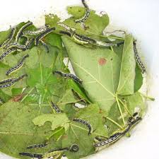 Check spelling or type a new query. The Catalpa Tree And Its Caterpillars Catalpa Tree Fishing Tips Fish