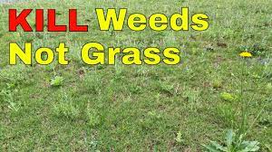 I'll cover everything you need to know on how to kill weeds in your lawn. How To Kill Weeds In Your Lawn Without Killing The Grass Youtube