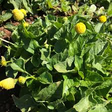 Image result for Spilanthes