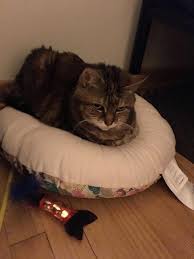 A Young Woman Took A Chance On A 13 Year Old Cat Who First Came To The Shelter When She Was A Tiny Kitten For Ov Fisher Animal Old Cats Siberian Cats For