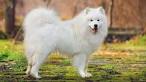 Silvermist Samoyeds - Pricing