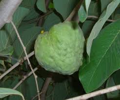 Image result for Annona cherimola