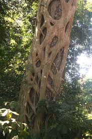 Image result for Ficus bubu