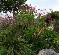 Image result for Vismia orientalis