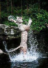 Cold Water Animals Wild Animals Beautiful Beautiful Cats