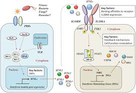 Check spelling or type a new query. Frontiers Interferon Lambda Modulating Immunity In Infectious Diseases Immunology
