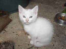 They are nine weeks old, litter trained and ready for their loving new homes! White Kittens For Sale Dereham Norfolk Pets4homes