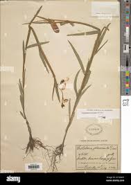 Image result for Crotalaria cleomifolia