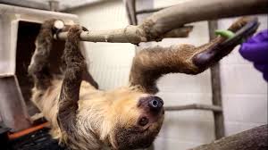 Experience the inside world of zoo knoxville like never. Welcome To Knoxville Zoo Knoxville Welcoming New Sloth Joe Wbir Com