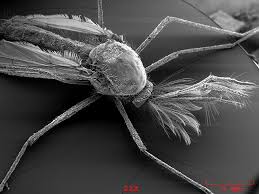Image result for Entomology ELECTRON MICROSCOPE