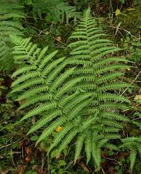 What's that fern? Find out about our common native ferns