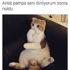 79 Begenme 1 Yorum Instagram Da Kedi Replikleri Kedi Replikleri Yerim Seni Ben 2020 Kedi Komik Instagram