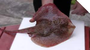 How To Fillet A Skate Or Ray (Skate Wings) - Youtube