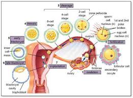 Fertilisasi adalah pembuahan yaitu suatu proses peleburan atau juga fusi dari gamet gamet haploid, berupa sel sperma dari laki laki dan juga sel ovum atau sel telur dari perempuan yang sudah matang. Https Simdos Unud Ac Id Uploads File Pendidikan Dir 5e94e5221fc7015c6321a3e3b93ac00e Pdf