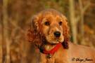 Comment duquer un cocker anglais spaniel? - Eduquer son chien