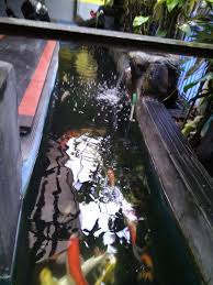Check spelling or type a new query. Tiga Langkah Membuat Kolam Ikan Koi Tetap Bersih Arocki